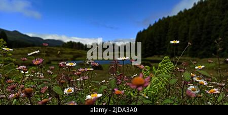 Wildblumen am Himmel und Bäume an einem verlassenen Ort auf der Insel Terceira auf den Azoren Stockfoto