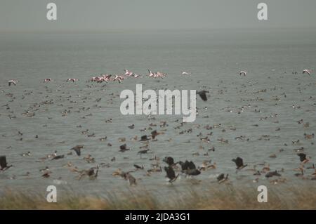 Größere Flamingos, nördliche Pintails, fulvous pfeifende Enten und weißgesichtige pfeifende Enten. Nationalpark Oiseaux du Djoudj. Saint-Louis. Senegal. Stockfoto