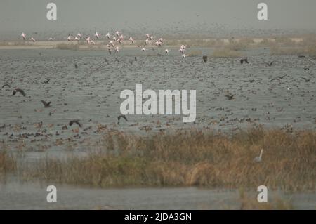 Größere Flamingos, nördliche Pintails, fulvous pfeifende Enten und weißgesichtige pfeifende Enten. Nationalpark Oiseaux du Djoudj. Saint-Louis. Senegal. Stockfoto