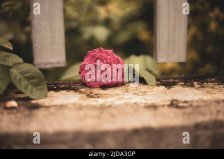 Wunderschöne Rosen, die in der Morgensonne schimmern Stockfoto