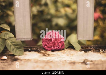 Wunderschöne Rosen, die in der Morgensonne schimmern Stockfoto