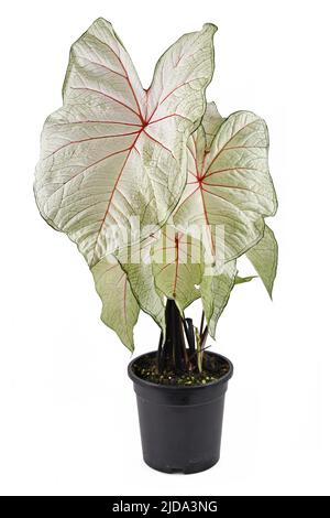 Exotische „Caladium White Queen“-Pflanze mit weißen Blättern und rosa Adern in schwarzem Blumentopf auf dem Balkon Stockfoto