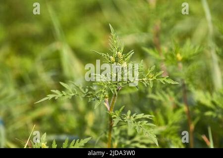 Ragweed closeup, gemeinsame Allergie Anlage Stockfoto
