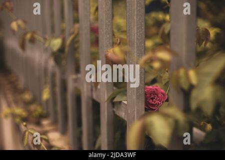 Wunderschöne Rosen, die in der Morgensonne schimmern Stockfoto