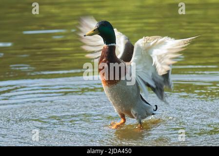 Eine männliche Stockente flattert seine Flügel und steht auf der Oberfläche eines Teiches, selektiver Fokus. Stockfoto