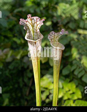 Pitcher Plant Mit Weißer Spitze. Detail einer White-topped-Pitcher-Pflanze (Sarracenia leucophylla), einer fleischfressenden Pflanze aus dem Südosten der Vereinigten Staaten. Stockfoto