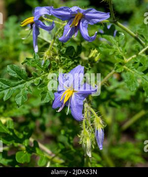 Solanum citrullifolium ist eine Pflanzenart aus der Gattung der Nachtschatten allgemein bekannt als die Wassermelone Nightshade Stockfoto