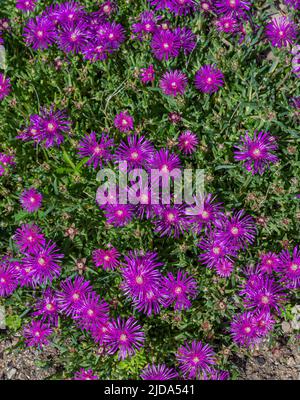 Blüten der Eispflanze rosa Blüten (lateinischer Name - Delosperma cooperi) Stockfoto