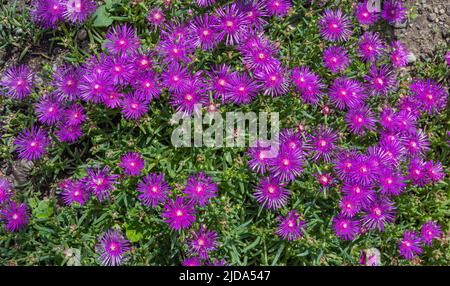 Blüten der Eispflanze rosa Blüten (lateinischer Name - Delosperma cooperi) Stockfoto