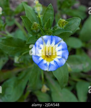 Zwerg Convolvulus tricolor close up der Blume Stockfoto