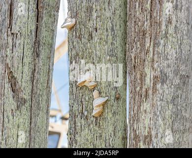 Pilze wachsen auf alten Pilings Stockfoto