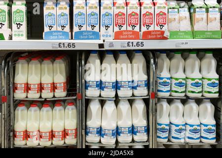 Supermarktregale mit regulärer Milchmilch in Kunststoffbehältern und laktosefreier Milch in Kartons bei Tesco, einem britischen Supermarkt Stockfoto