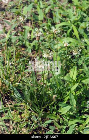 Spitzwegerich, Wegerich lancéolé, Plantago lanceolata, lándzsás útifű, Budapest, Ungarn, Magyarország, Europa Stockfoto