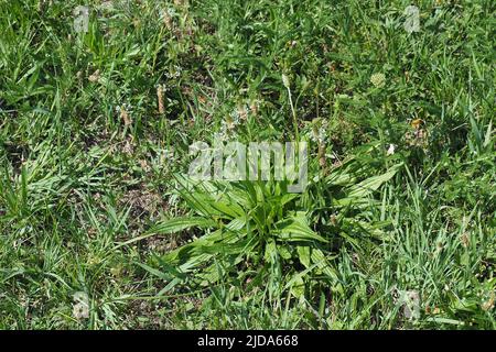 Spitzwegerich, Wegerich lancéolé, Plantago lanceolata, lándzsás útifű, Budapest, Ungarn, Magyarország, Europa Stockfoto