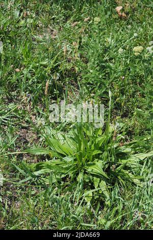 Spitzwegerich, Wegerich lancéolé, Plantago lanceolata, lándzsás útifű, Budapest, Ungarn, Magyarország, Europa Stockfoto