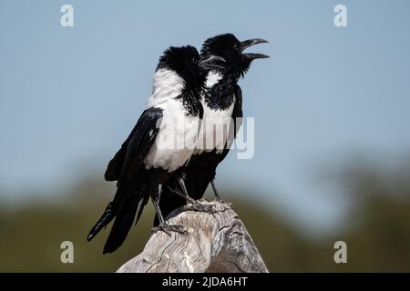 Zwei Riedkrähen (Corvus albus) im Etosha Nationalpark, Namibia. Afrika. Stockfoto