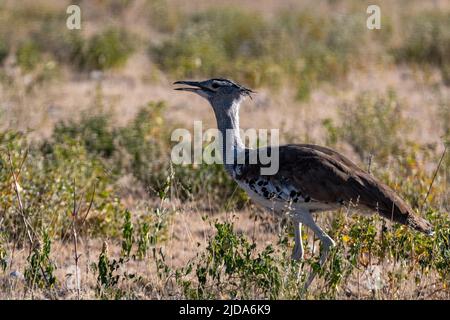 Porträt einer Kori-Trappe, die auf offenen Ebenen von Etosha geht; Ardeotis kori Stockfoto