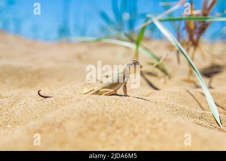 Echsenkrötenkopf-Agama zwischen dem trockenen Gras in den Dünen Stockfoto