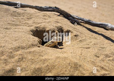 Porträt einer Wüsteneidechse mit Krötenkopf-Agama Phrynocephalus mystaceus in der Nähe seines Baus Stockfoto