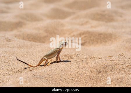 Wüsteneidechse Krötenkopf-Agama im Sand auf der Düne von Sarykum Stockfoto