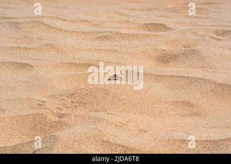 Die Wüsteneidechse Krötenkopf-Agama ragt hinter einer Düne zwischen dem Sand hervor Stockfoto