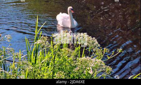 Glasgow, Schottland, Großbritannien 19.. Juni 2022. Bei einem riesigen Hogweed-Kanalbefall ist das gesamte Ufer des Forth- und clyde-Kanals bei Blairdardie mit Unkraut bedeckt. Credit Gerard Ferry/Alamy Live News Stockfoto