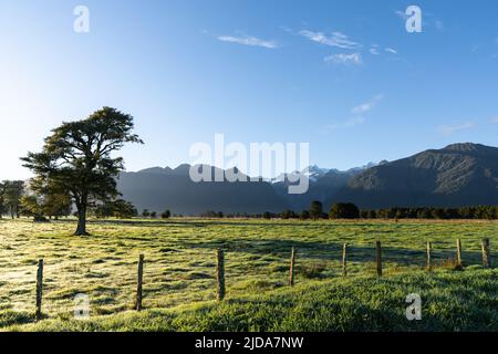 Die Berge bilden die Kulisse für die ländliche Landschaft des Sonnenaufgangs über Zaun, Feld und einem großen Baum in South Island, Neuseeland. Stockfoto