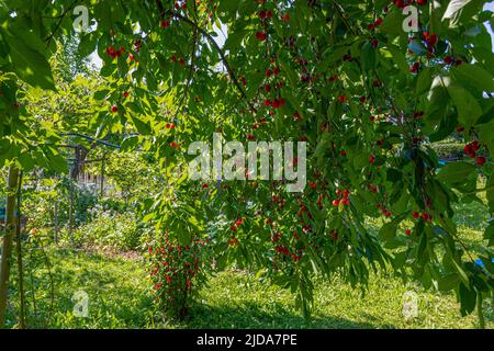 Viele reife Kirschen hängen an einem Kirschbaum im Schatten Stockfoto