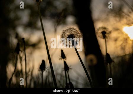 Während des Frühlings-Sonnenuntergangs blüht der Dandelion in den Schatten Stockfoto