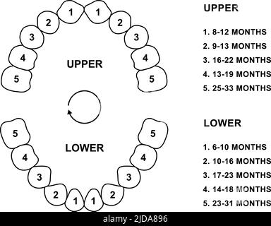 Diagramm zur Ankunft des primären Zahns. Anatomie der Zähne von Kindern. Primäre Vektordarstellung der oberen und unteren Blende. Silhouette der Kinderzähne Stock Vektor