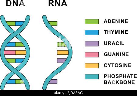 Struktur der Ribonukleinsäure- und Deoxyribonukleinsäure-Moleküle. Struktur der DNA- und RNA-Nukleobasen - Cytosin, Guanin, Adenin, Uracil, Thymin. Stock Vektor