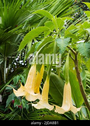 Stark nach Abend und Nacht duftende Trompetenblüten der zarten Immergrünen-Engelstrompete, Brugmansia aurea 'Apricot' Stockfoto