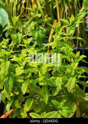 Container angebaut Garten Minze, Mentha spicata, in einem kleinen Küchengarten Stockfoto