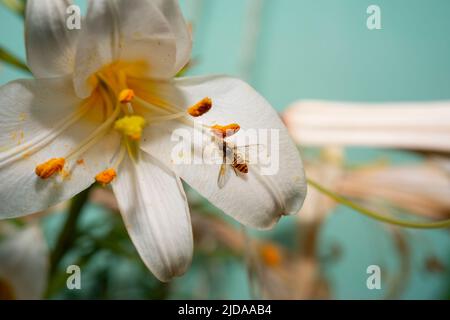 Little Bee (?) Sammeln von Pollen Stockfoto