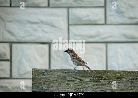 Kleiner Sperling, der auf dem Terrassenzaun sitzt. Stockfoto