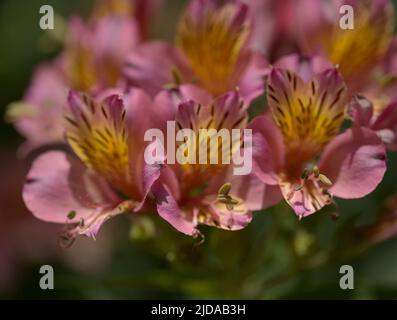 Blumen von Alstroemeria, peruanische Lilie, natürlicher Makro-floraler Hintergrund Stockfoto