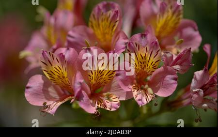 Blumen von Alstroemeria, peruanische Lilie, natürlicher Makro-floraler Hintergrund Stockfoto
