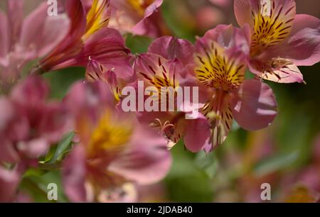 Blumen von Alstroemeria, peruanische Lilie, natürlicher Makro-floraler Hintergrund Stockfoto