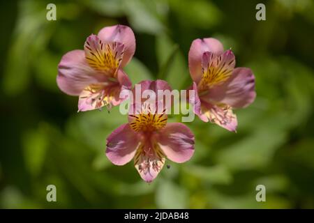 Blumen von Alstroemeria, peruanische Lilie, natürlicher Makro-floraler Hintergrund Stockfoto