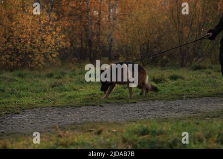 Deutscher Schäferhund Spaziergang bei Sonnenuntergang in einem Naturpark.auf einem gelb-grünen Herbst Hintergrund von Bäumen. Das Konzept des Gehens mit Haustieren. Hochwertige Fotos Stockfoto