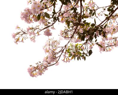 Tabebuia heterophylla, rosa Trompetenbaum, blühende Zweige isoliert auf weißem Hintergrund Stockfoto