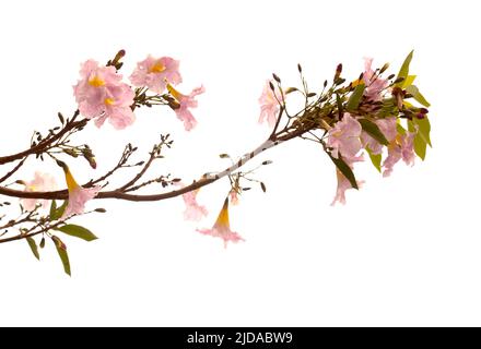 Tabebuia heterophylla, rosa Trompetenbaum, blühende Zweige isoliert auf weißem Hintergrund Stockfoto