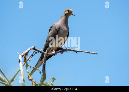 Trauertaube (Zenaida macroura) am Ast gegen klaren blauen Himmel, Kalifornien, USA Stockfoto