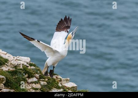 Gannet (Morus Bassanus), der von einer Felswand in den Flug abhebt, RSPB Bempton Cliffs, Großbritannien Stockfoto