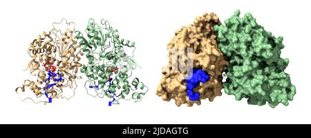 Struktur des kryptographischen 3 Dimers - DNA (blau) Komplex. FAD ist rot dargestellt. 3D Cartoon- und Gaußsche Oberflächenmodelle, PDB 2vtb, weißer Hintergrund. Stockfoto