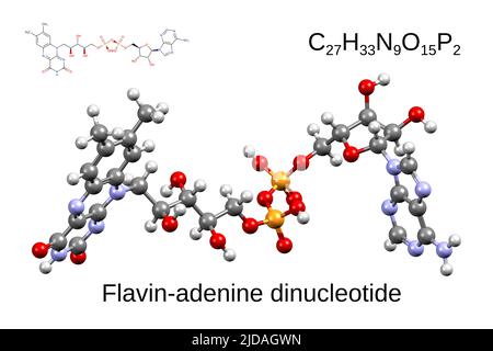 Chemische Formel, Skelettformel und 3D Ball-and-Stick-Modell des Coenzym flavin-Adenin-Dinucleotid, weißer Hintergrund Stockfoto