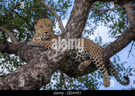 Ein Leopard, Panthera pardus, liegt auf einem Ast und blickt nach unten Stockfoto