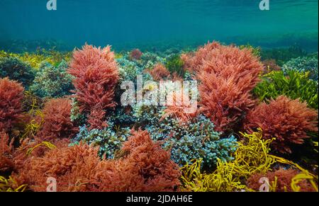 Algenfarben unter Wasser im Ozean, atlantische Algen, Naturszene, Spanien Stockfoto