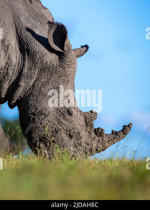 Ein weißes Nashorn, Ceratotherium simum, grast auf kurzem Gras Stockfoto