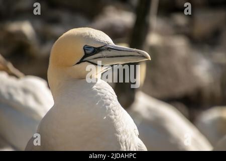 Eine Gannette, die mit geschlossenen Augen sitzt Stockfoto